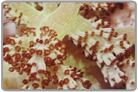 Green Kenya Tree Coral